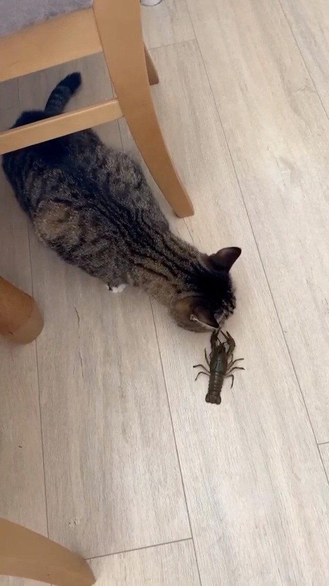 Обложка проекта: Квартира на Печерской