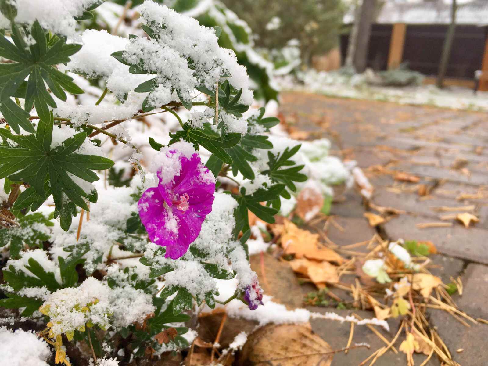 Белкин Сад. Предзимье 2019