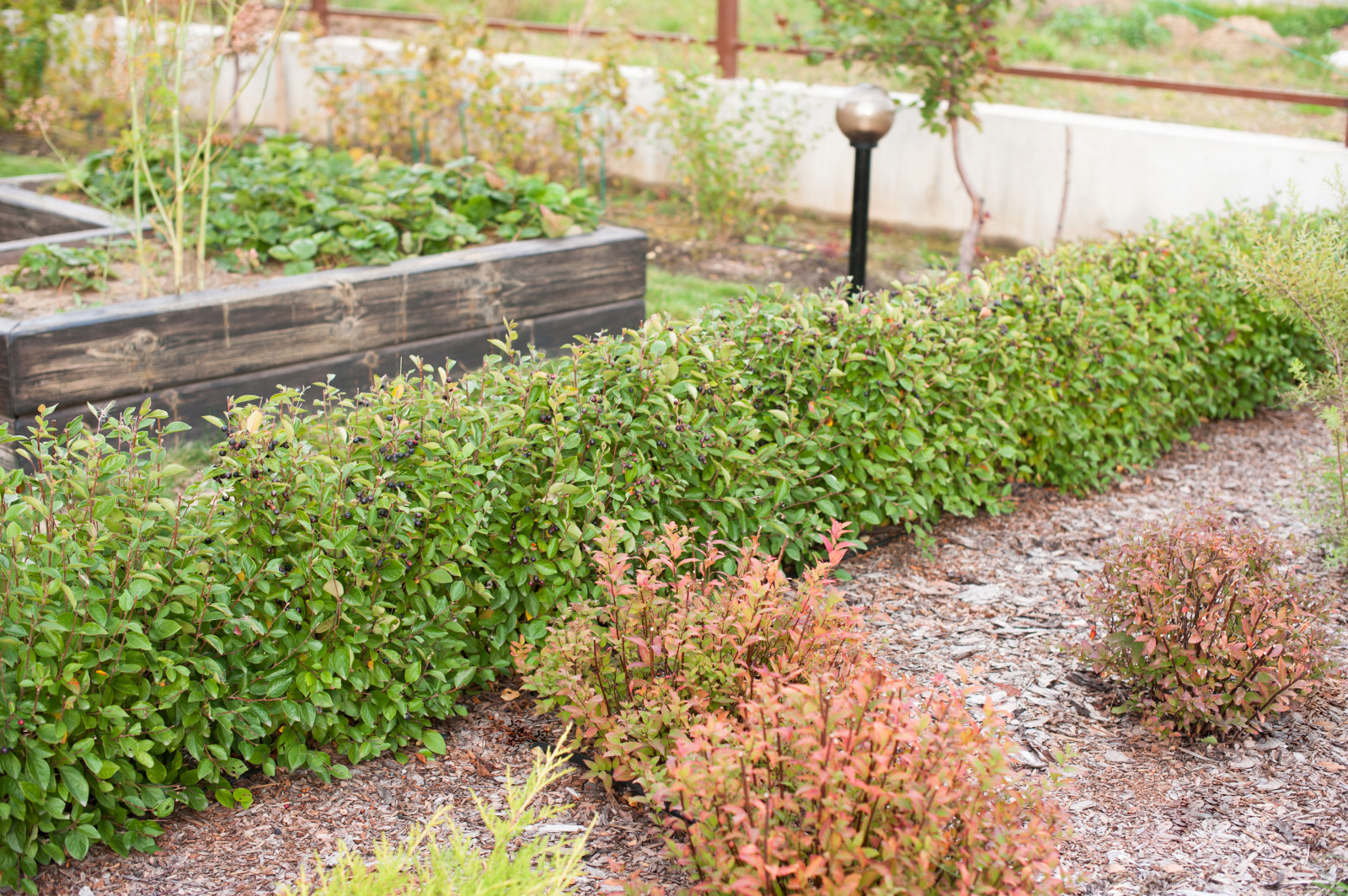 Сад На мажорной ноте