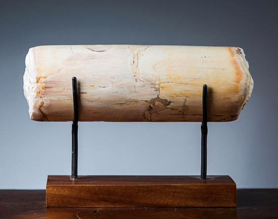 Обложка проекта: APO окаменелое дерево