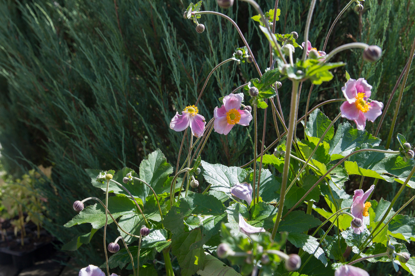 Garden of Elena Astashkina in Moscow Region