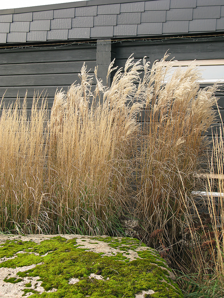 Houzz Белоруссия: Сад в тумане