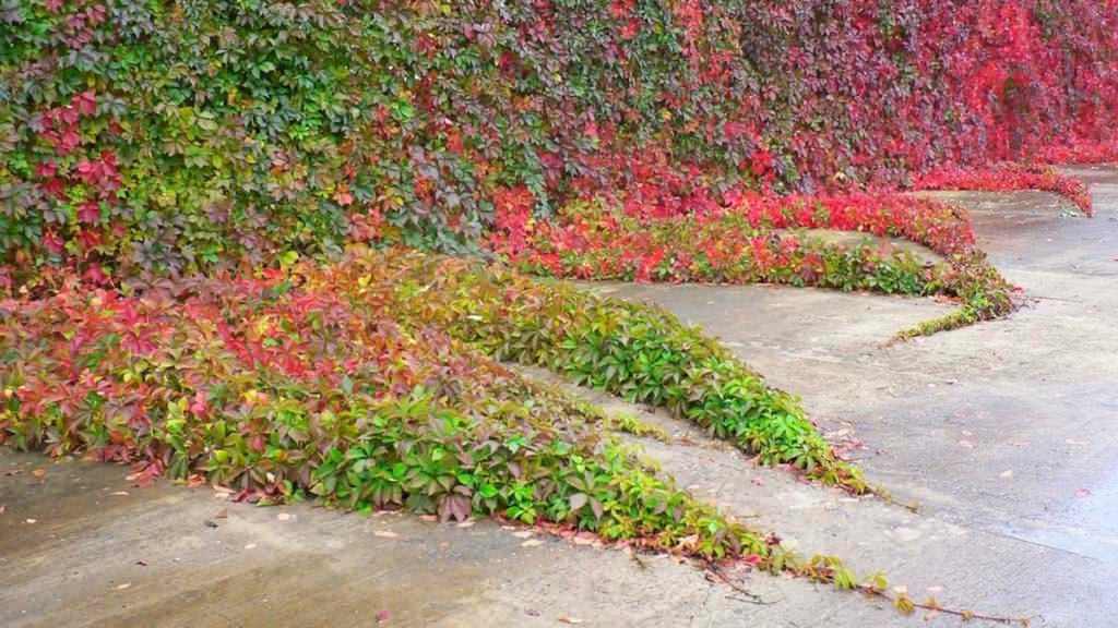 "Северное сияние"