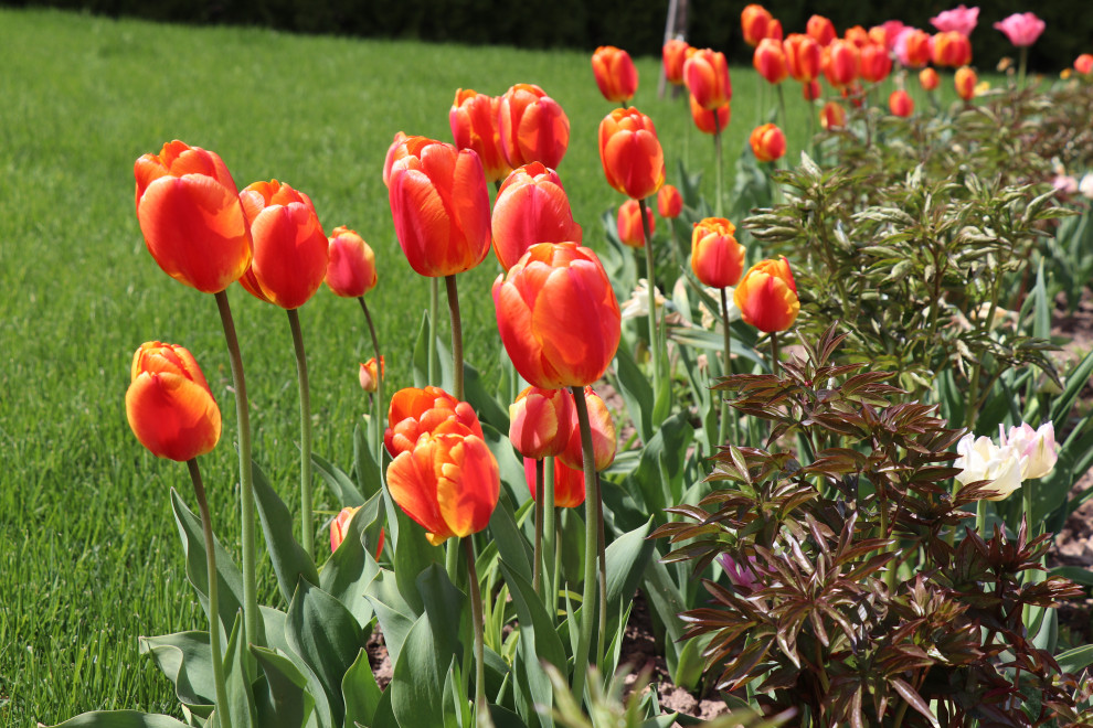 Весна 2020 Сосновые берега