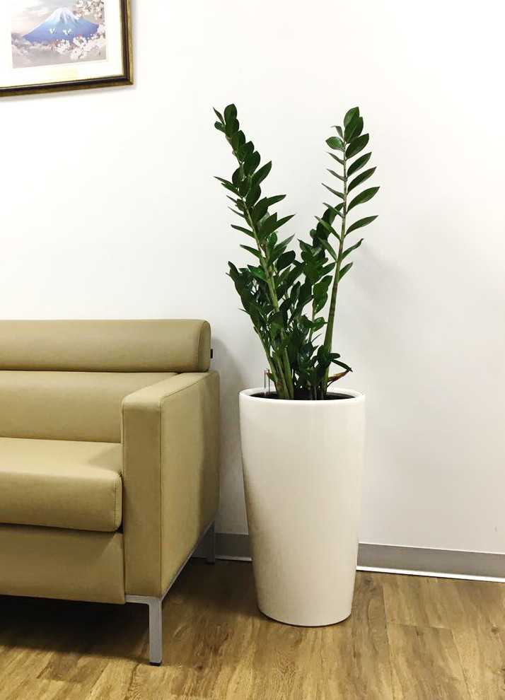 Озеленение автосалона Тойота Владивосток