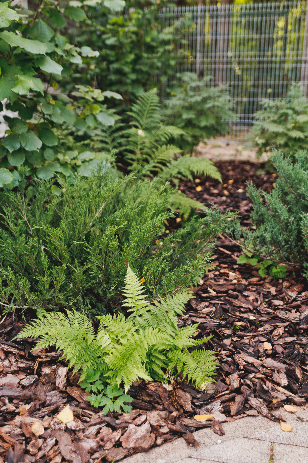 Сад на краю леса