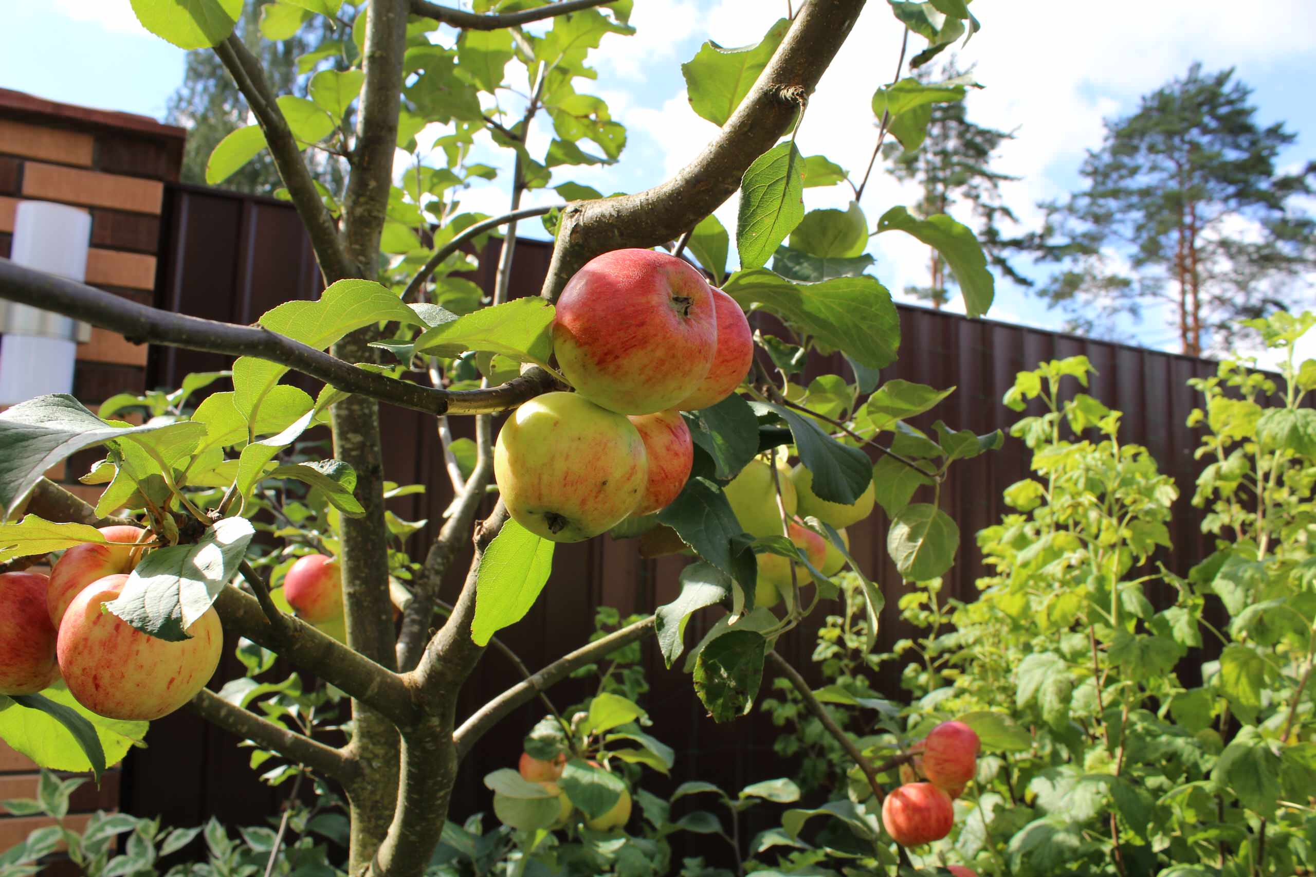 Как правильно: Уход за плодовыми деревьями и кустарниками
