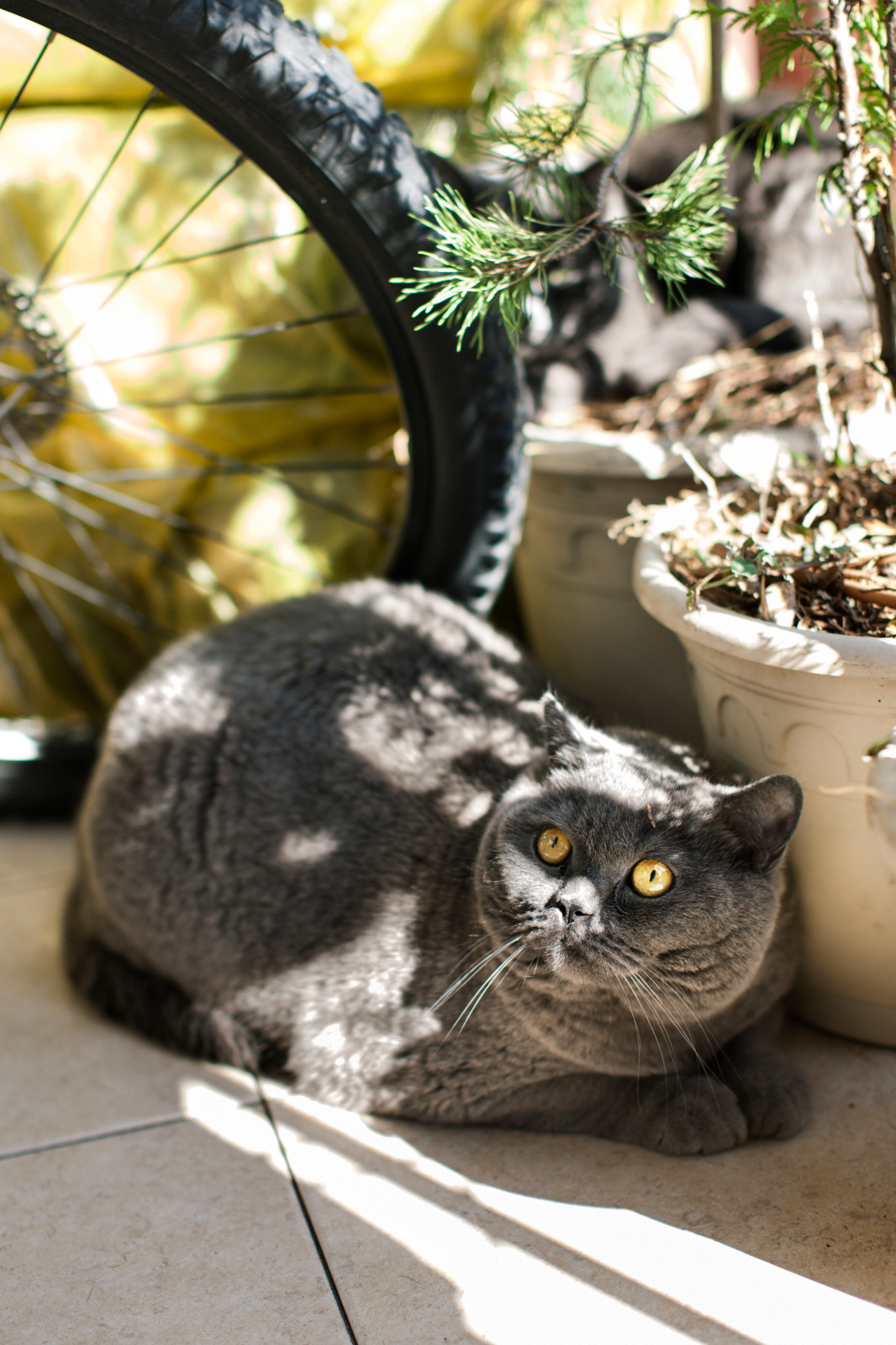 София/ дом художников