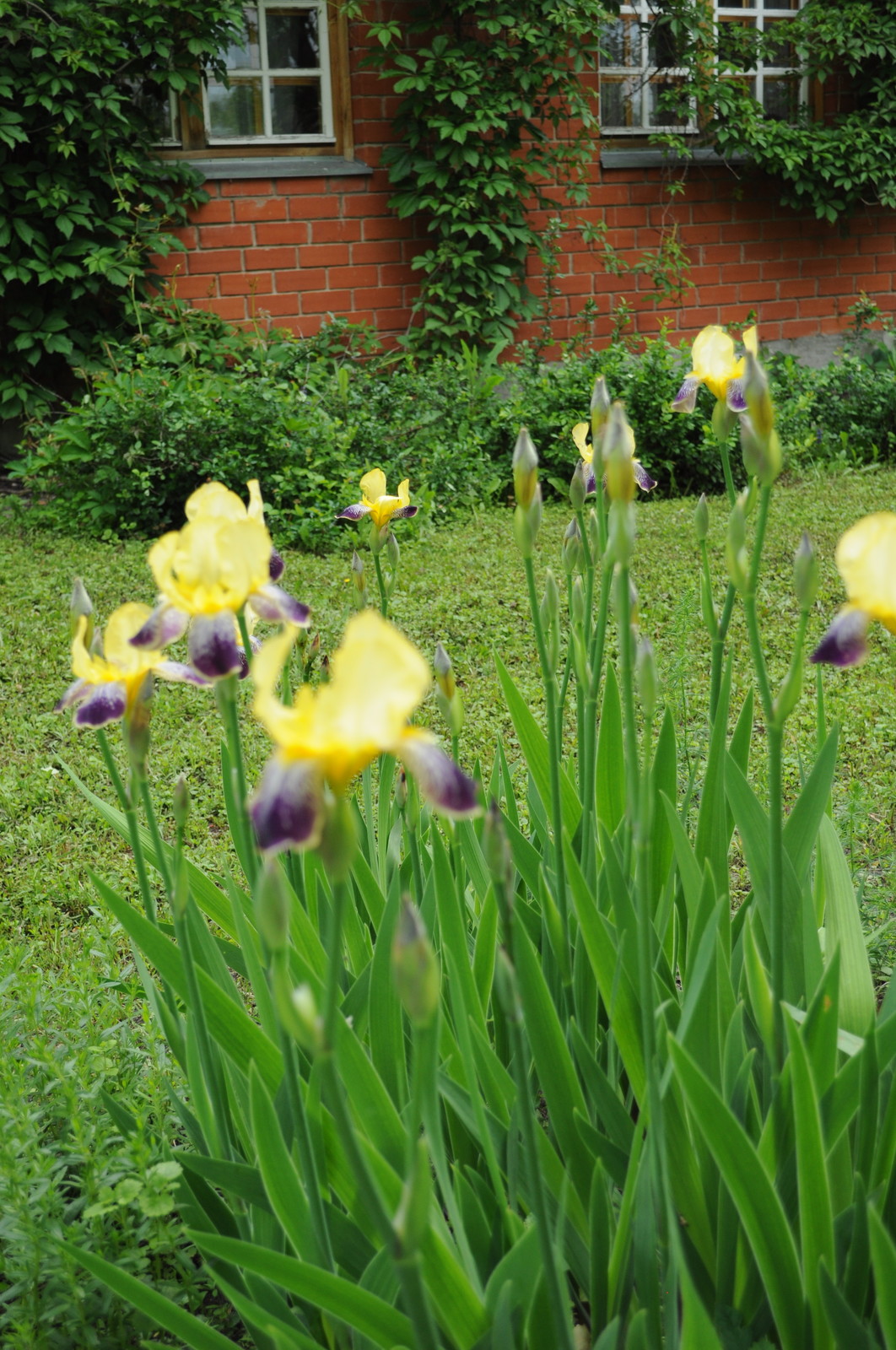 усадьба Писаревка