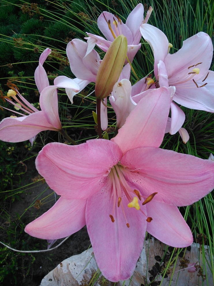 Ландшафт в пейзажном стиле с плавательным прудом 12 соток