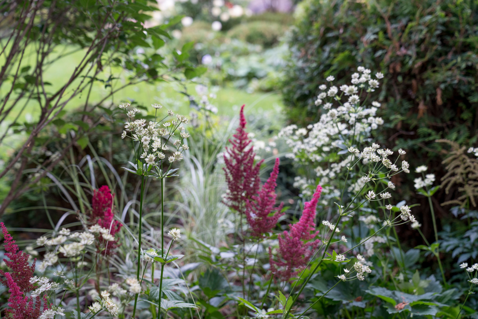 Очарование английского сада КП Балтия 2018 г