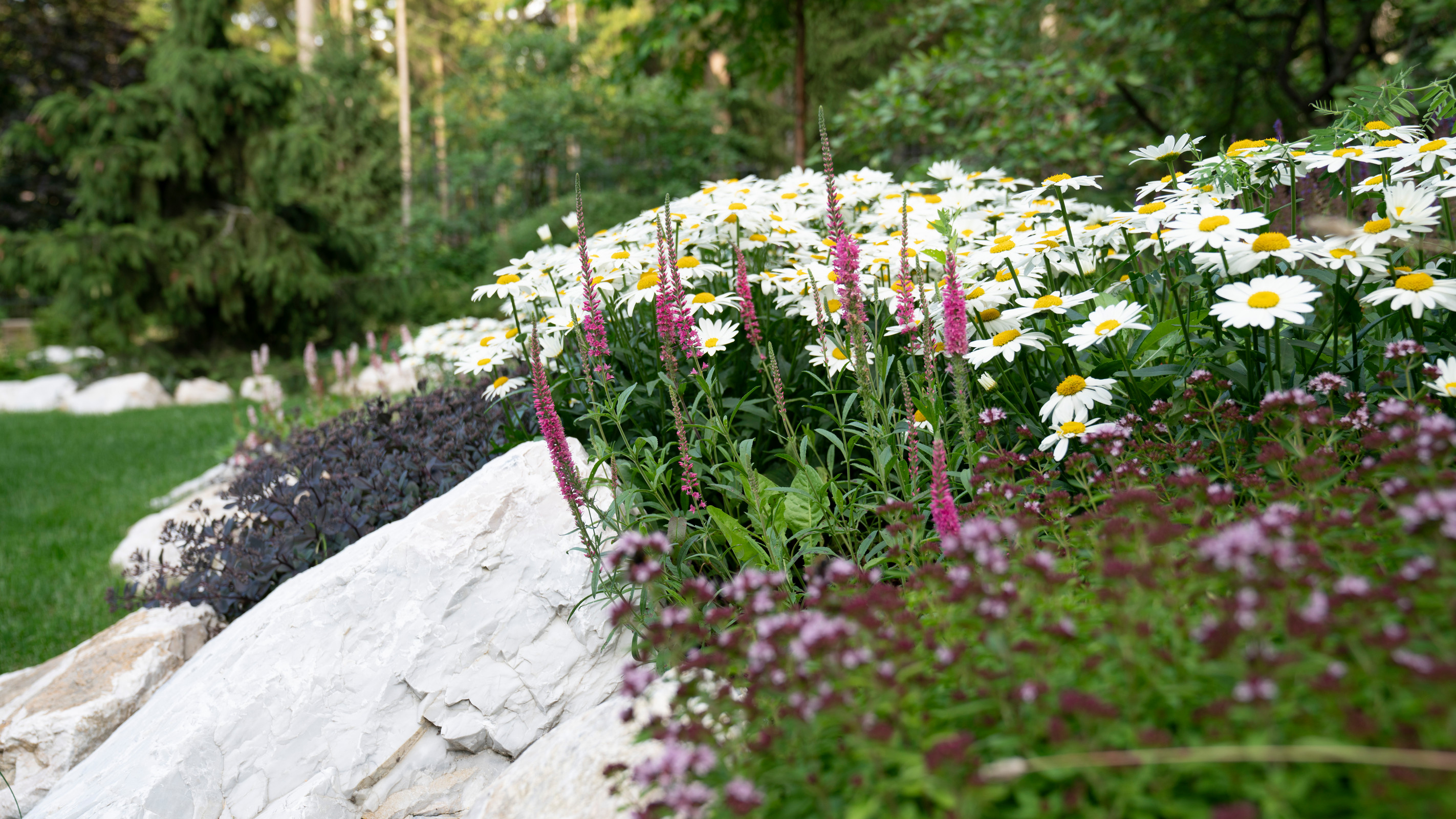 Мечта об Альпах. КП "Вымпел", Новорижское шоссе. 2017 г.
