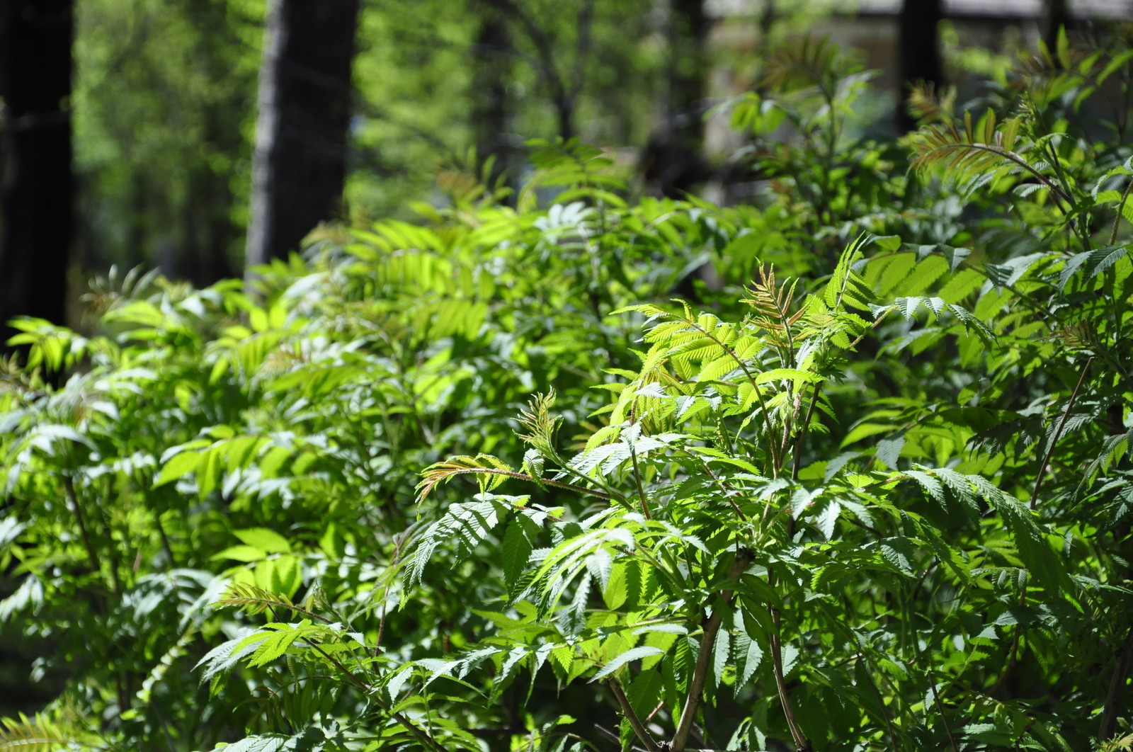 кп. "Архангельское" - Уход за садом - 100% качество!