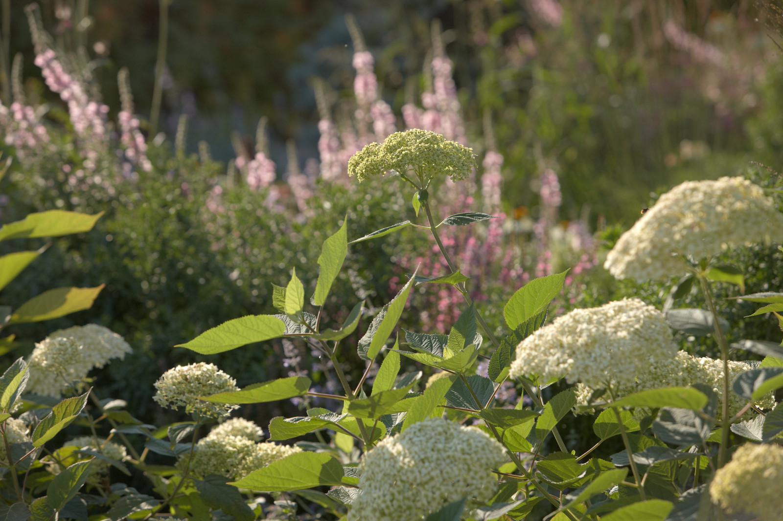 Отражение в каплях росы