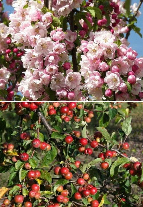 Плодово-ягодный сад: Как выиграть битву за красоту и собрать урожай