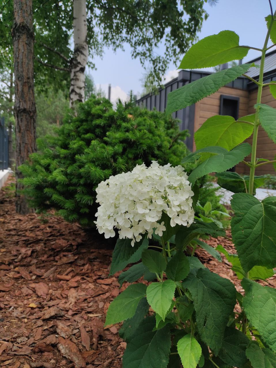 Лесной сад СветоТень Реализация