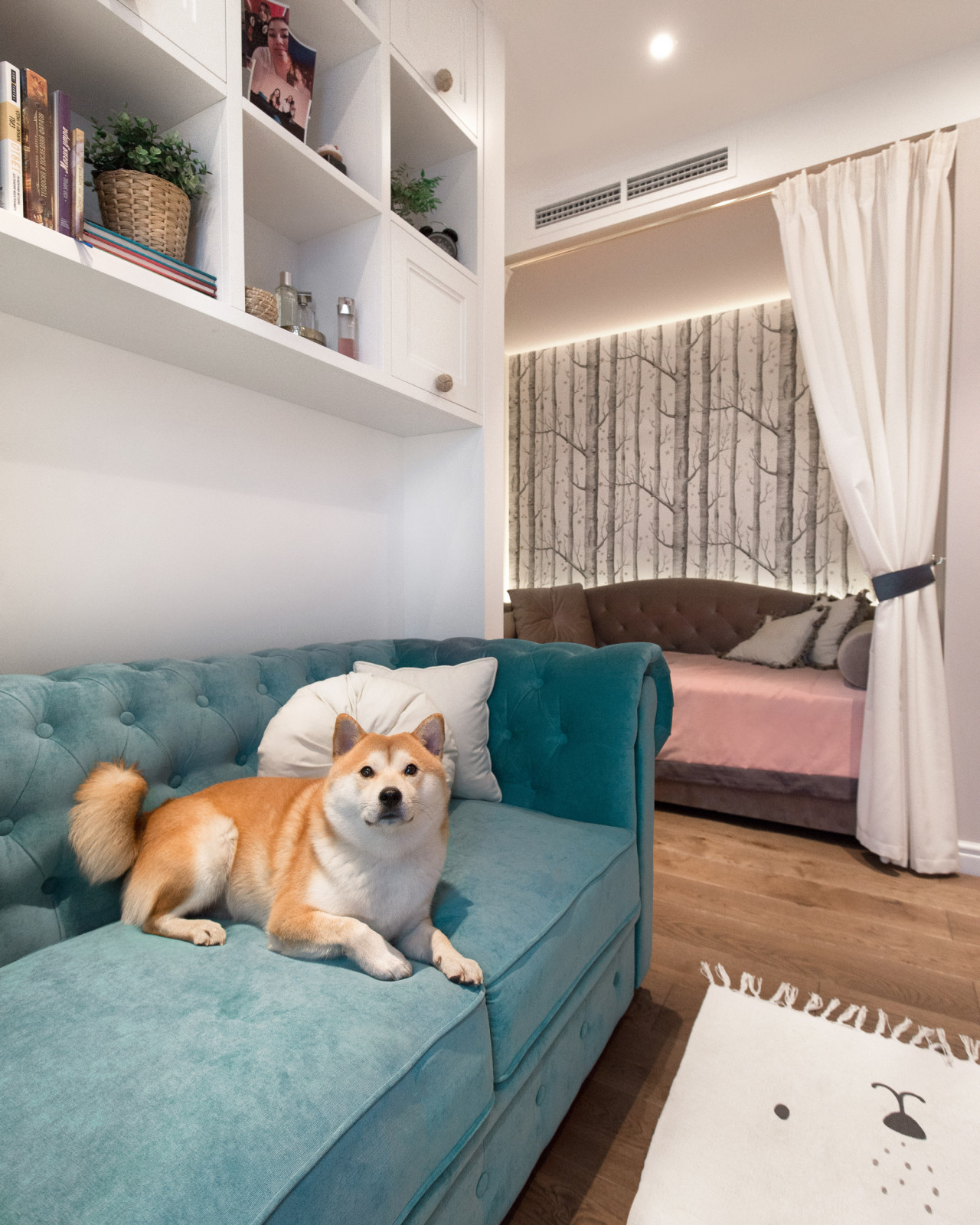 Квартира для семьи и сиба ину