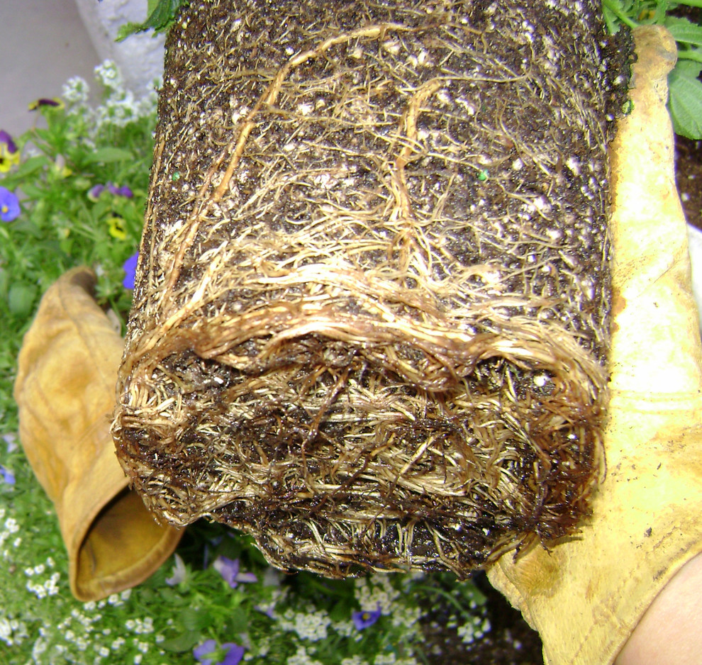 Вопрос: Как выбирать растения для сада