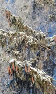 Варвара Соколова