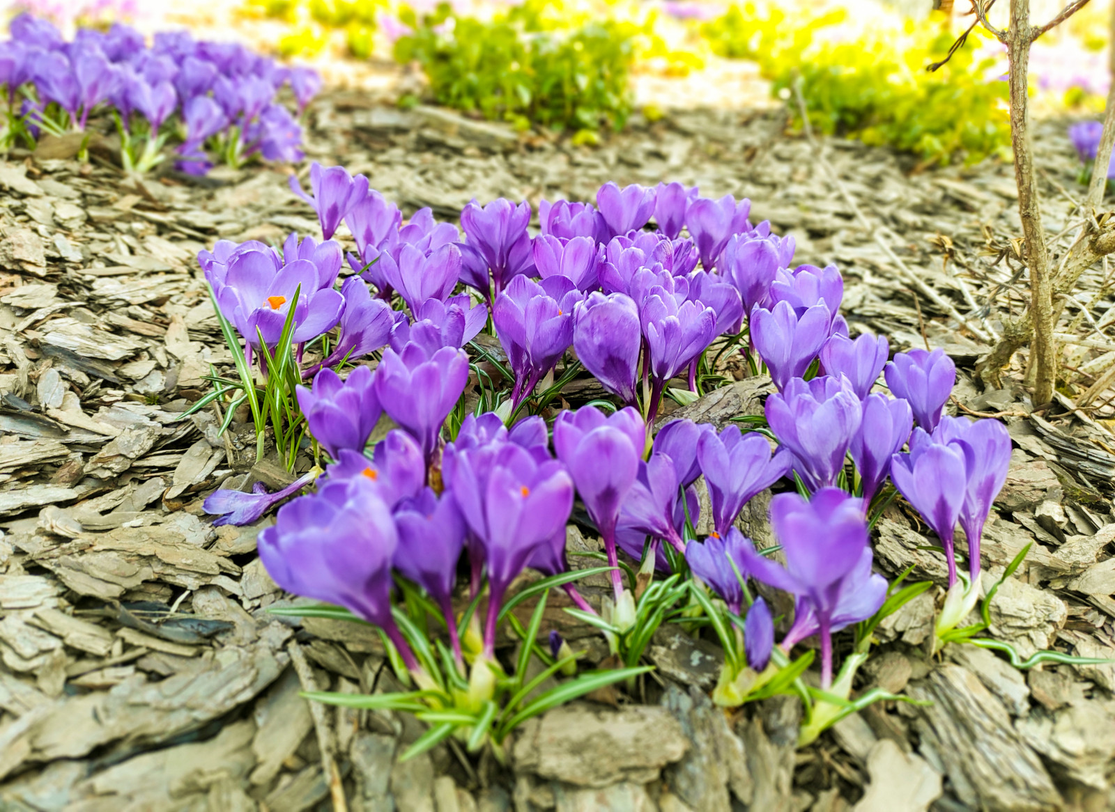 Горки-10, 2017-2020 г.г.