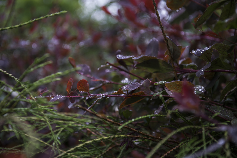 В гостях: Сад в идеальной форме... круга