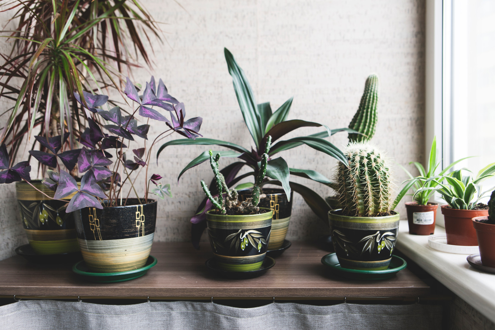 Как правильно: Помочь комнатным растениям пережить зиму