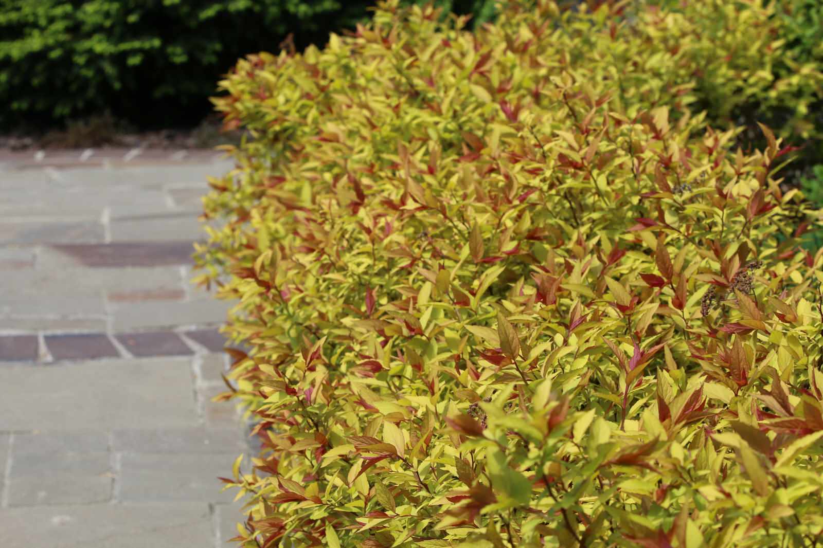 Композитор