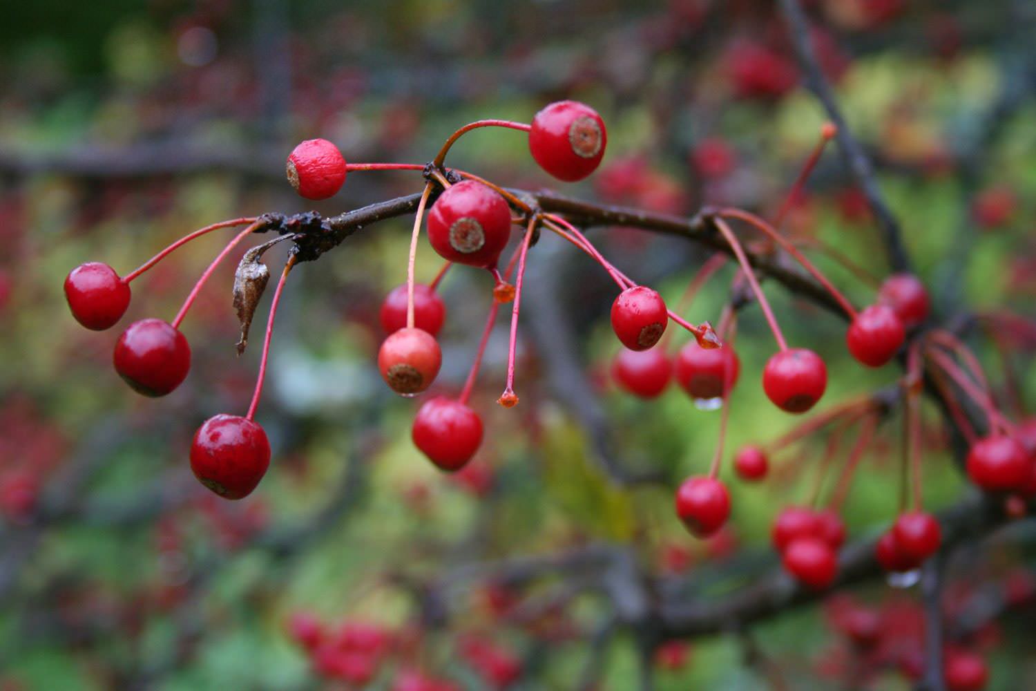 Ландшафтный сад КП "Новоглаголево", Киевское шоссе