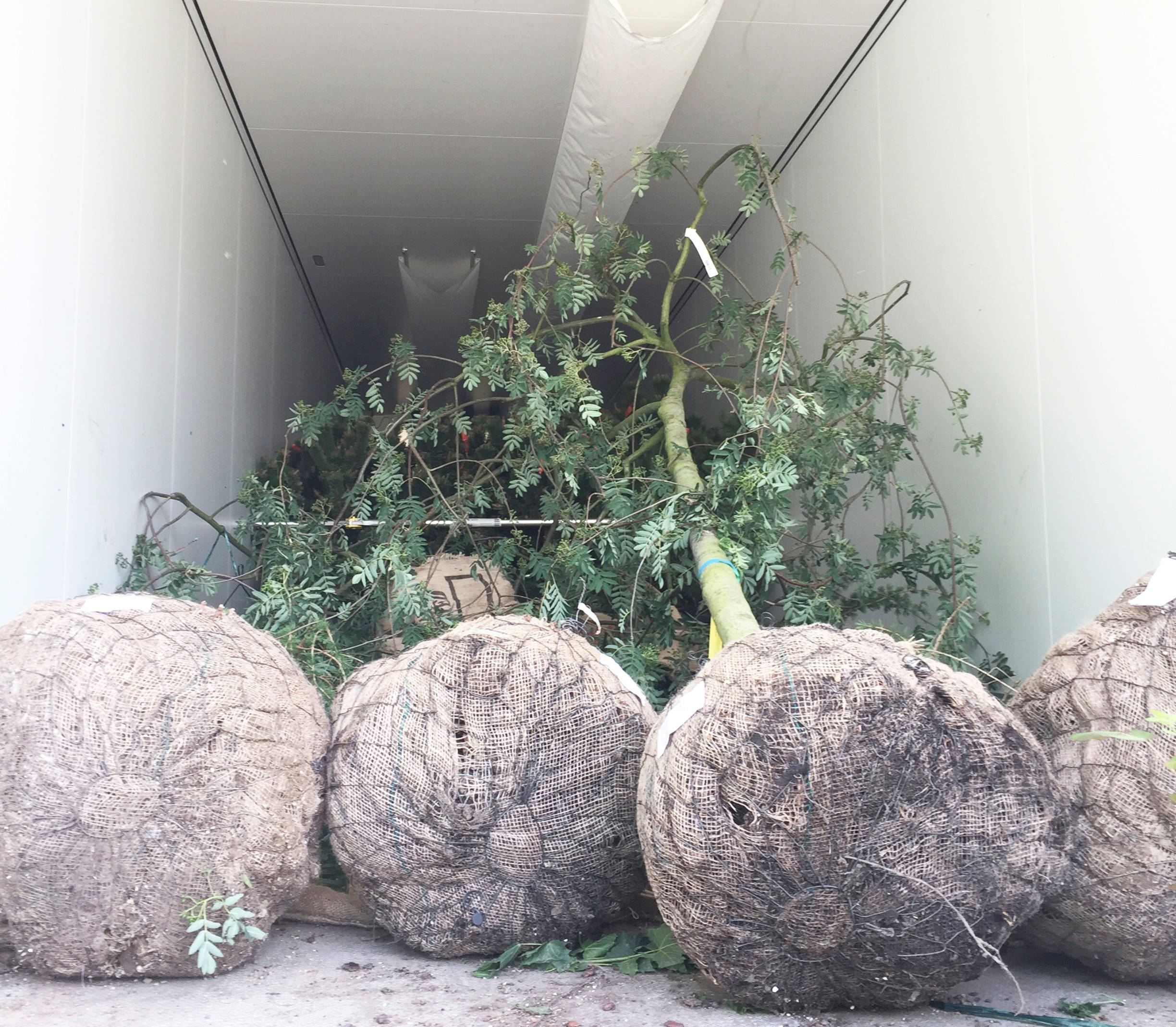 Вопрос: Как выбирать растения для сада