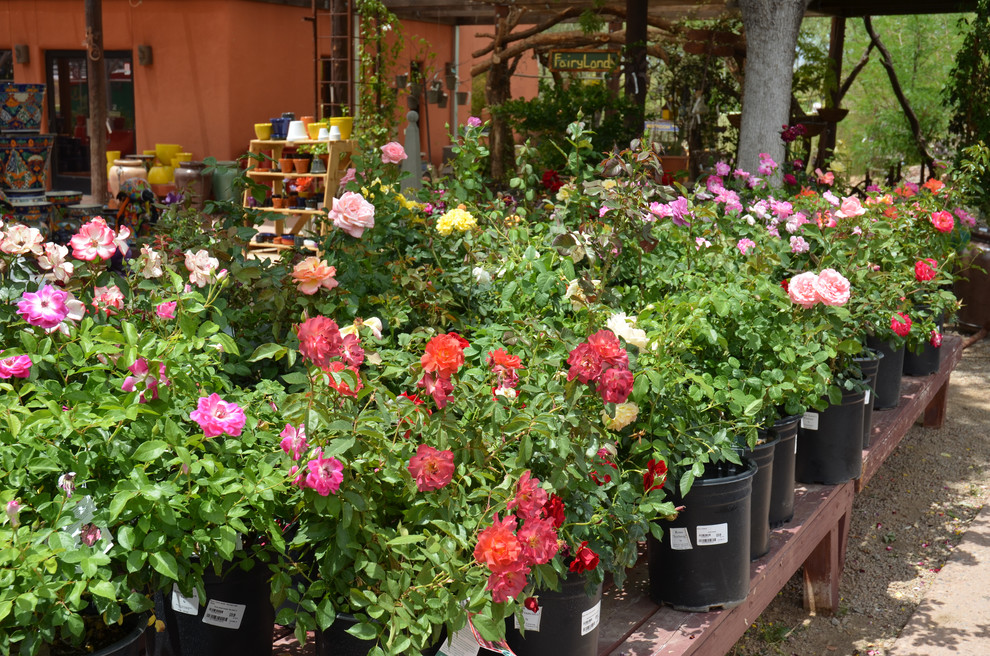 Работа над ошибками: Что пошло не так с розами