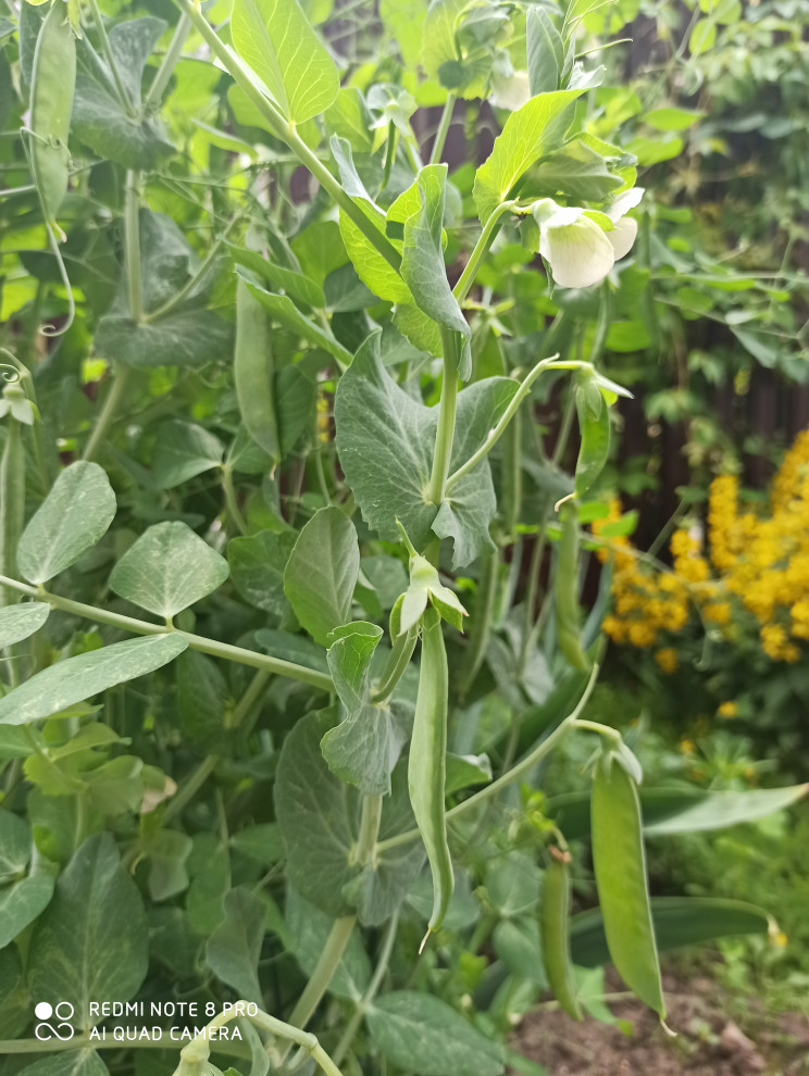 Ландшафт сада в 6 соток.