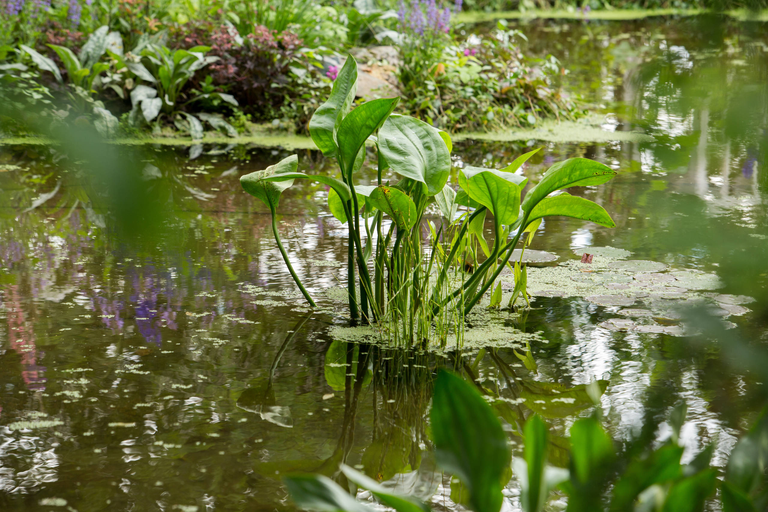 Проект недели: Сад в стиле модерн