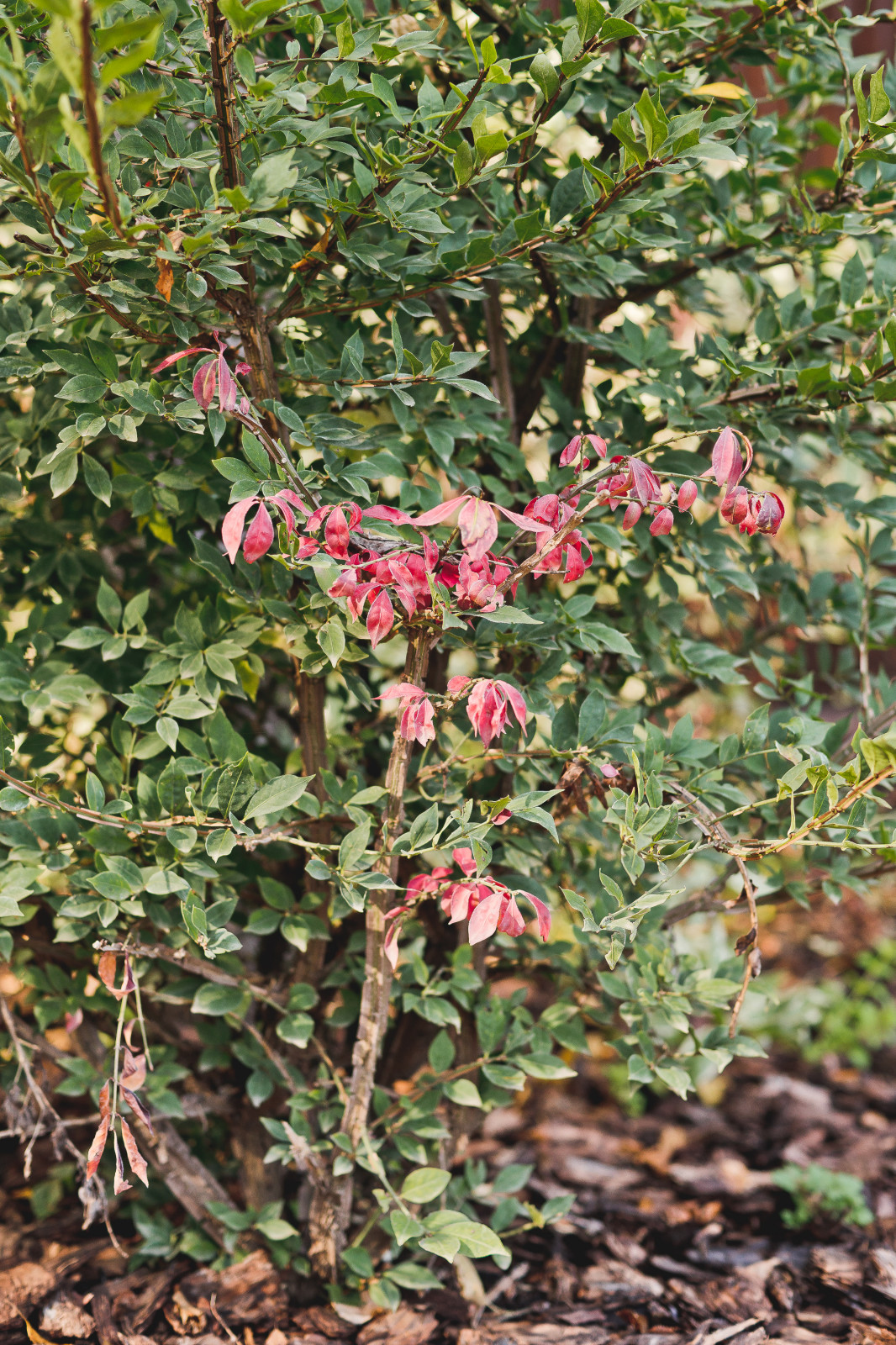 Сад на краю леса