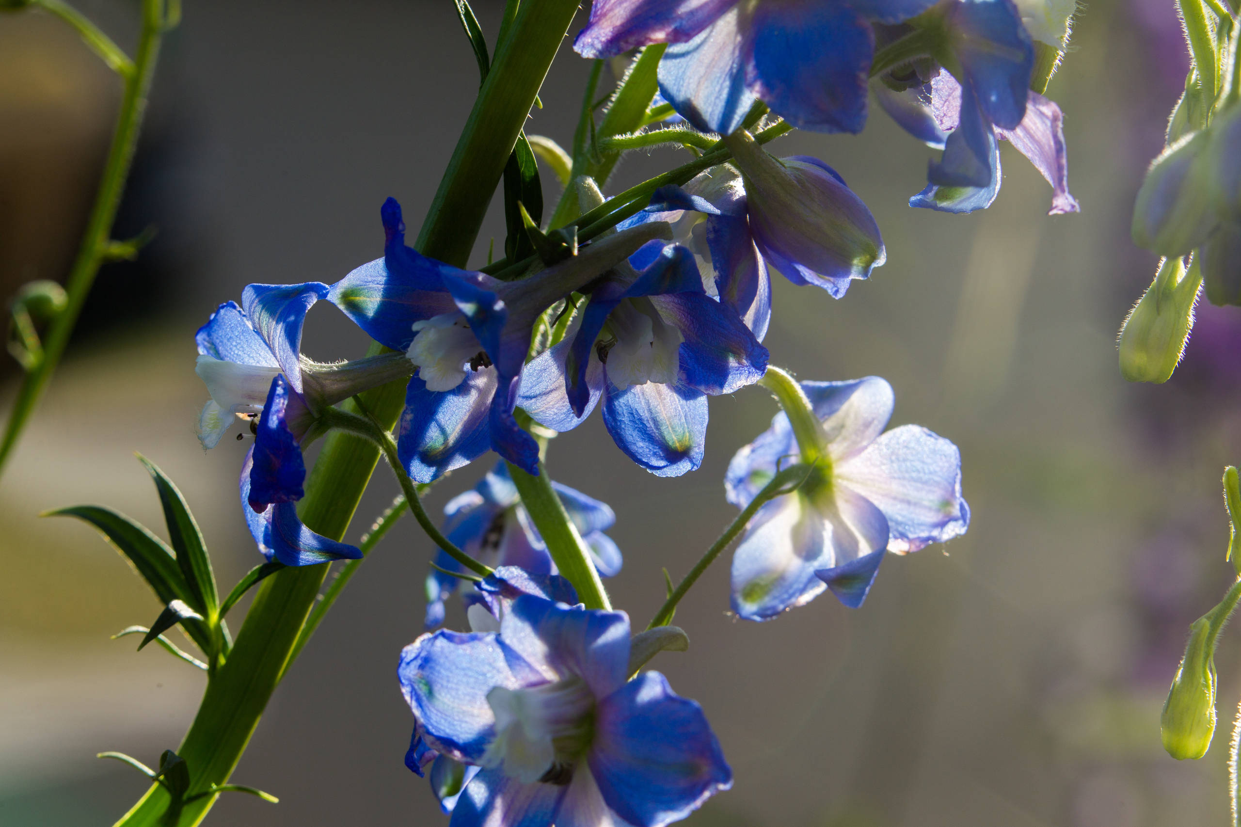 Проект недели: Французский сад на выставке в Москве