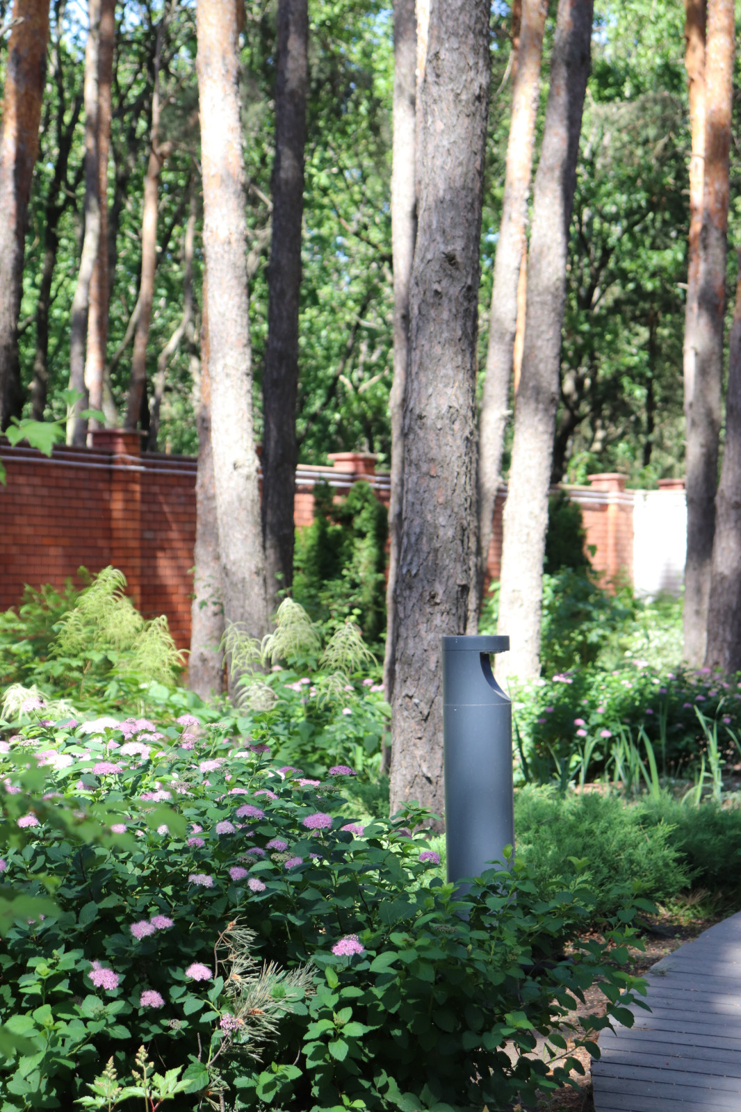 Сад под соснами