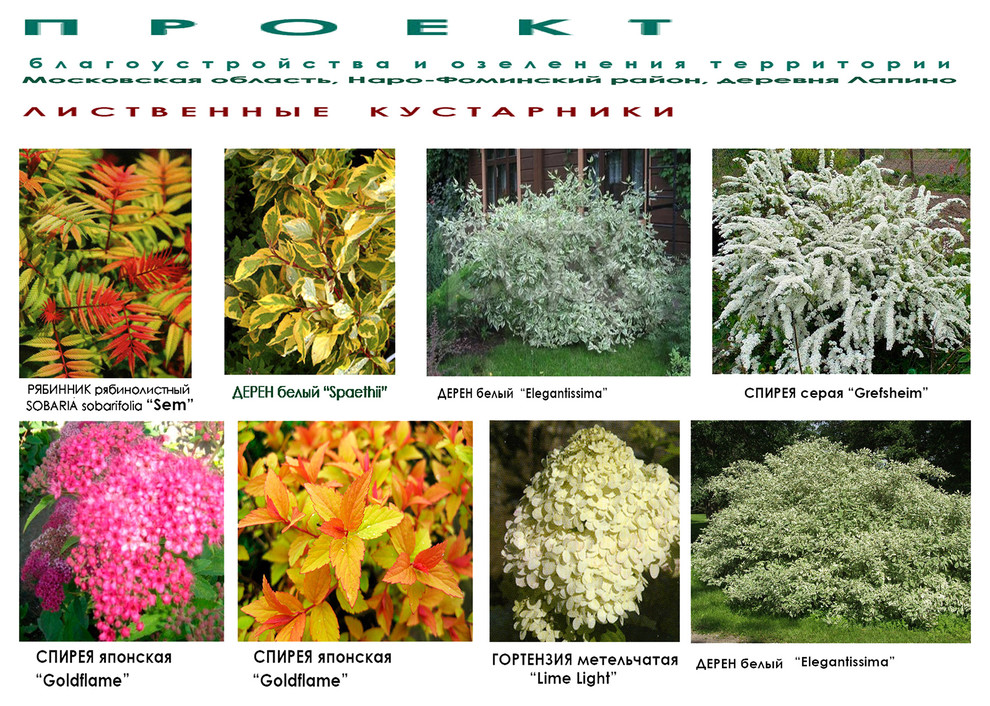 Проект ландшафтного дизайна дачного участка - кустарники - видеоряд.