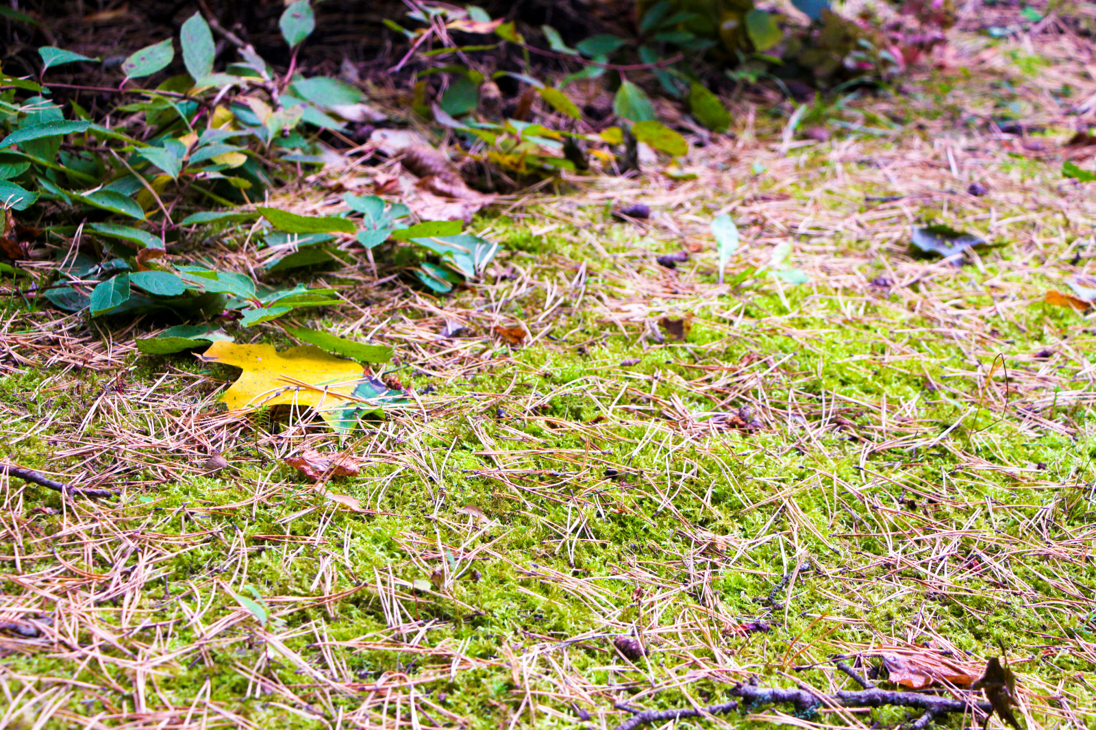 Баковка, 2018 г.