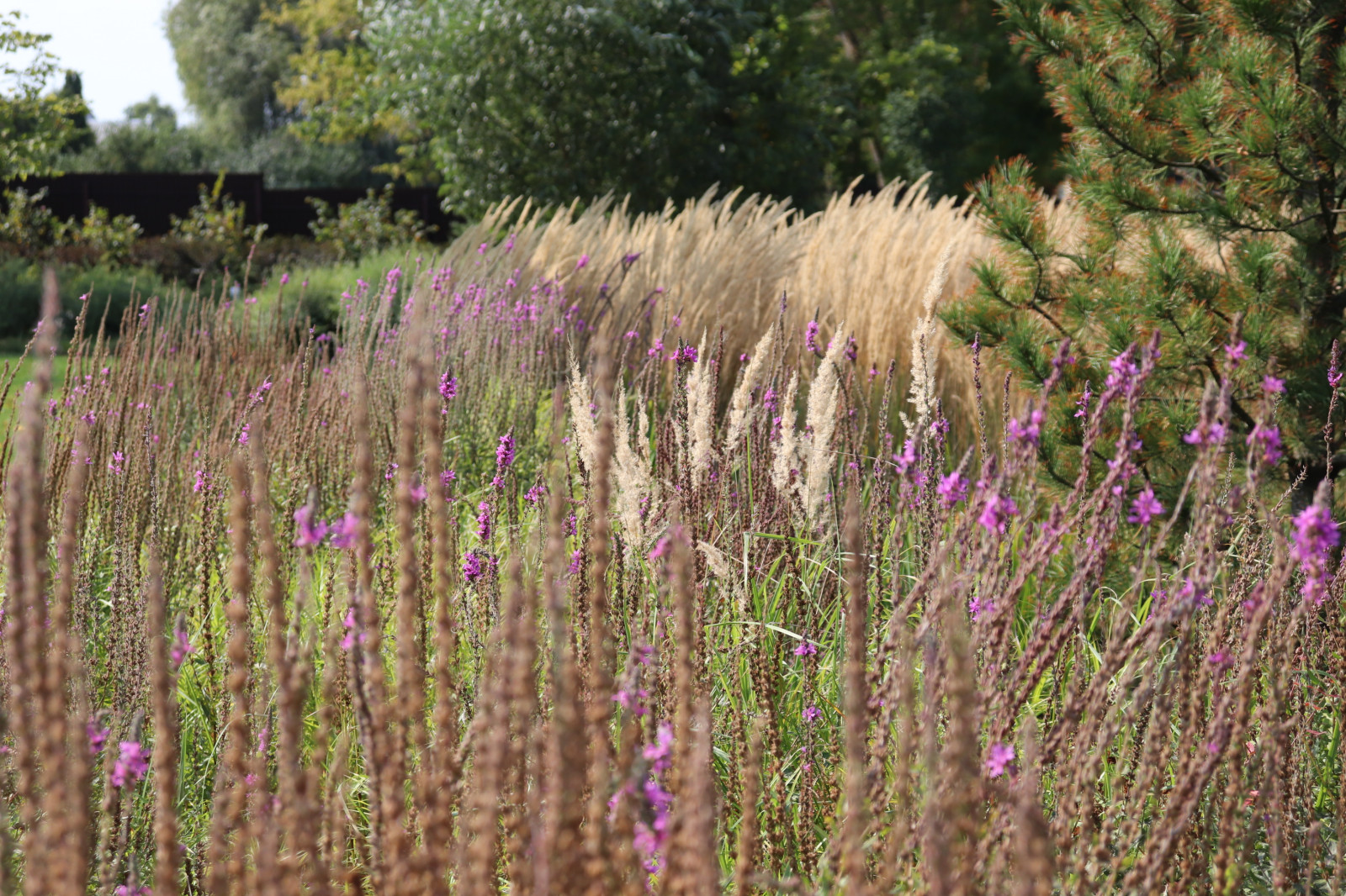 WB Берег пруда (август)