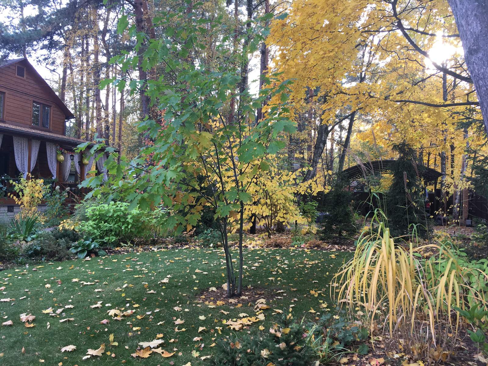 Белкин сад. Осень 2019