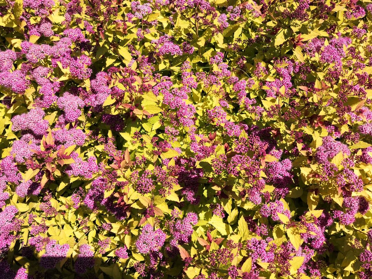 Фитопластика на общественной территории