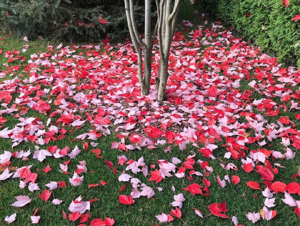 Современный ландшафтный дизайн.