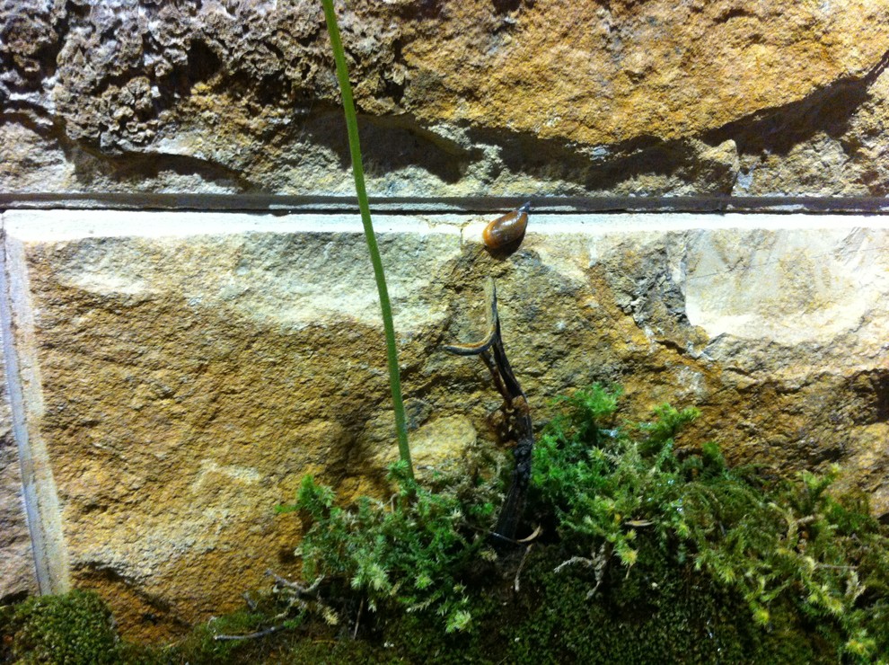 Офисный газончик из мха.