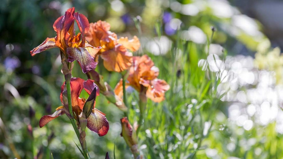 Уроки Chelsea Flower Show: Модные растения 2018 года