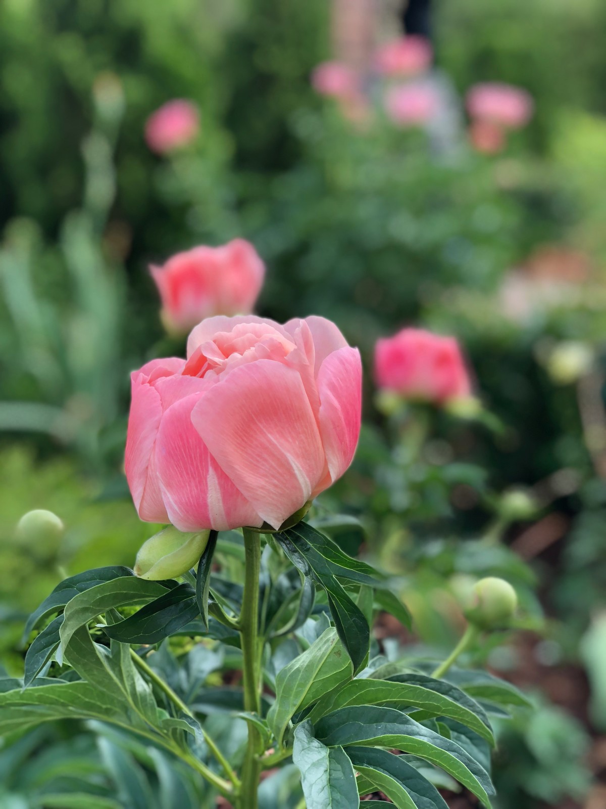 Равновесие