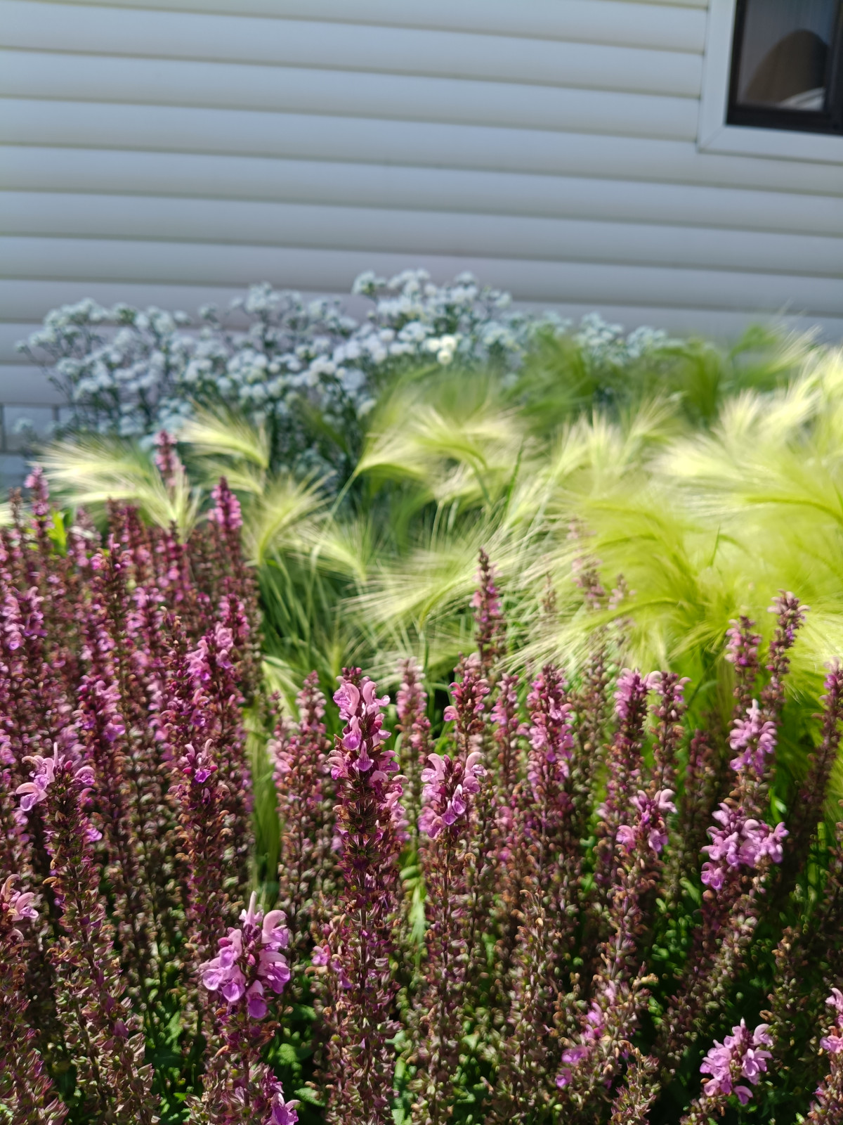 Сад на 2,5 сотках