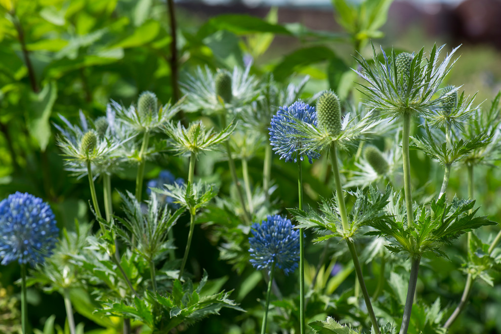 Цветник в  природном стиле  (" New Perennials"  или "Новая волна")