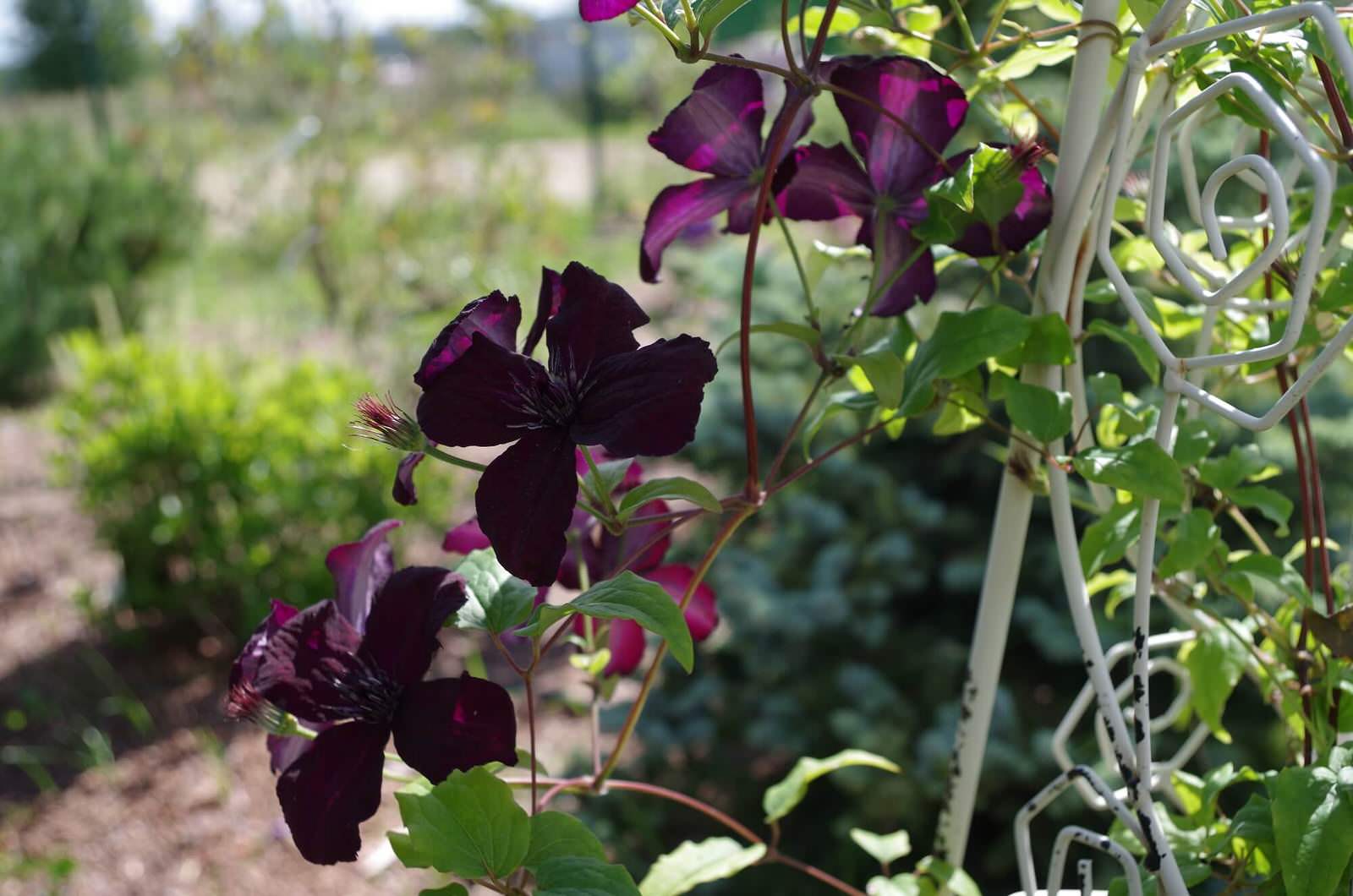 СНЫ О ЧЕМ_ТО БОЛЬШЕМ...