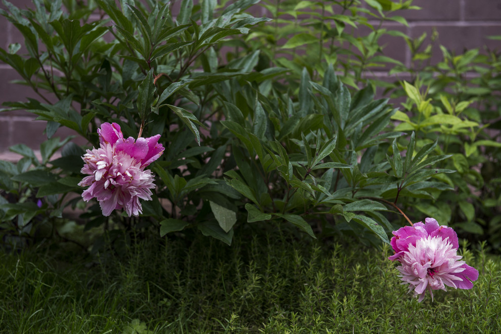 В гостях: Сад в идеальной форме... круга