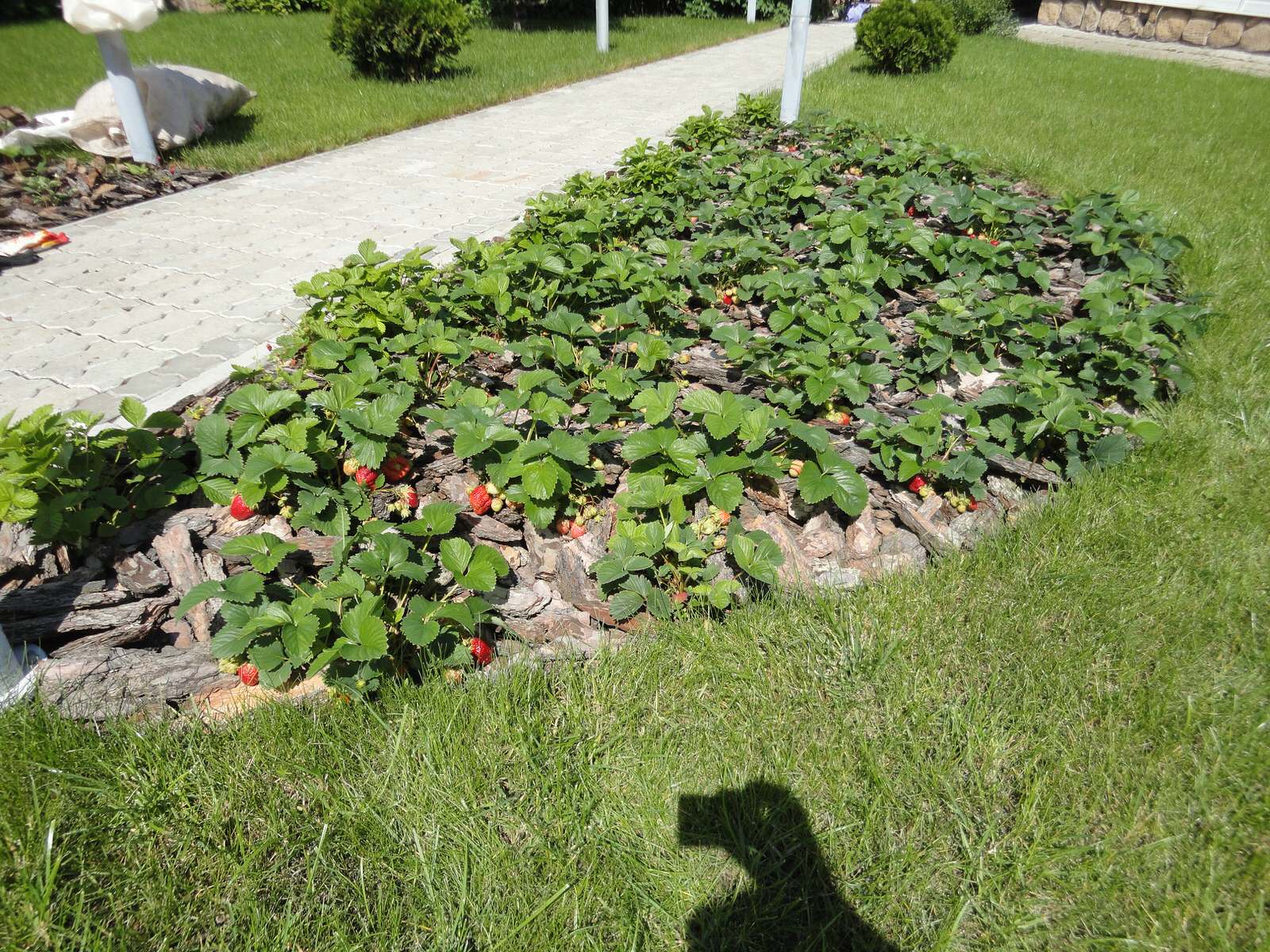 Благоустройство участка