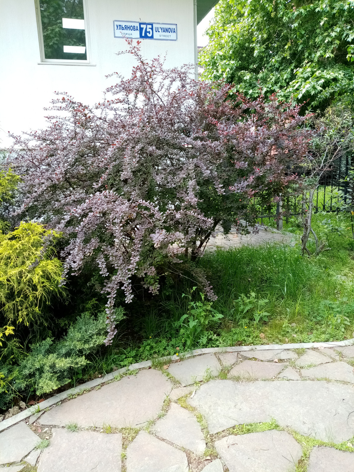 Обложка проекта: цветы чек